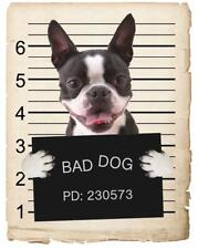 Boston terrier mugshot for sale  Pottstown