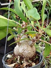 Myrmecodia beccarii for sale  Greenfield
