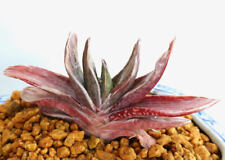 haworthia for sale  Shipping to South Africa