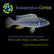 Beautiful exasperatus cichlid d'occasion  Expédié en Belgium