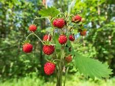 Alpine strawberry improved for sale  Gate City