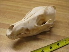 Coyote skull 1 for sale  Malvern