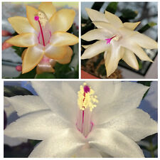 ***House plant *** Schlumbergera (Yellow/White/Golden)( plant) for sale  Shipping to South Africa