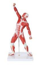 Usado, Modelo muscular de anatomia humana ultrassista, modelo de sistema muscular em miniatura de 20 pol. comprar usado  Enviando para Brazil