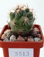 Thelocactus bicolor ssp. heterochromus /5513/,D34 mm,own root for sale  Shipping to South Africa