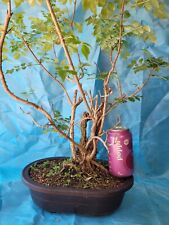Bonsai tree cape for sale  Tampa