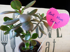 Jade plant crassula for sale  Antioch