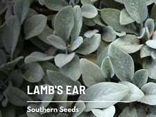 Lamb ear seeds for sale  Frisco