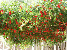 Tomato trip crop for sale  Phoenix