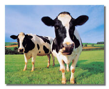 Dos vacas Holstein de pie en hierba granja foto de pared foto de 8x10 impresión artística segunda mano  Embacar hacia Mexico