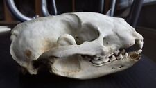 Wild animal skull for sale  BIRMINGHAM