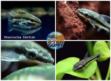 Otocinclus catfish algae for sale  Katy