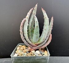 Aloe reitzii rare for sale  Marana