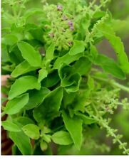 200 tulsi seeds for sale  Houston