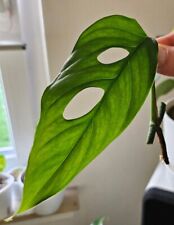 Monstera aff.gracilis, no variegated, wildform, rare, DNZ for sale  Shipping to South Africa