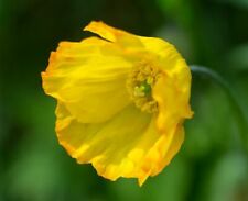 Welsh poppy meconopsis for sale  GREENOCK