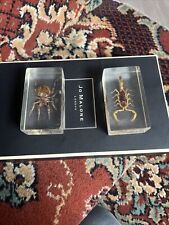 Real insect manchurian for sale  BLACKBURN