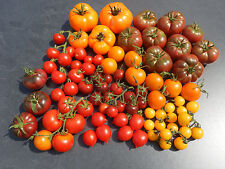 Tomaten alte samenfeste gebraucht kaufen  Bayreuth