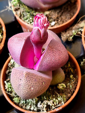 Pink pleiospilos nelii gebraucht kaufen  Muldestausee