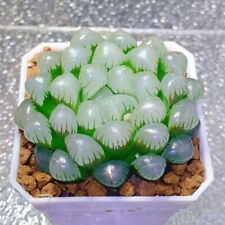 4cm succulent plant for sale  Shipping to Ireland