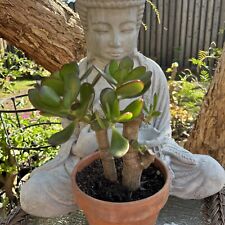 One plant jade for sale  Van Nuys