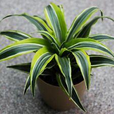 Houseplant dracaena fragrans for sale  IPSWICH