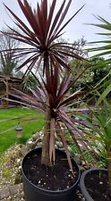 Red cordyline australis for sale  EASTBOURNE