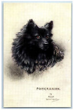Postcard Black Pomeranian By Maud West Watson c1910 Antique Oilette Tuck Dogs, used for sale  Shipping to South Africa