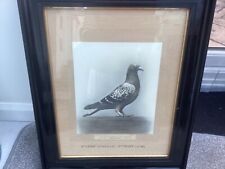 Antique pigeon picture for sale  NORTHAMPTON