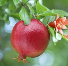 Pomegranate fruit tree for sale  Chino