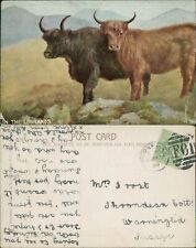 Lowlands cattle 1908 for sale  MANCHESTER