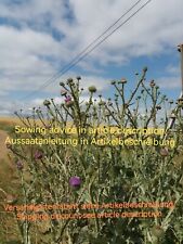 Nopordum acanthium cotton gebraucht kaufen  Langenfeld (Rheinland)