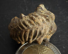 Ammonite belle petite d'occasion  Marcq-en-Barœul