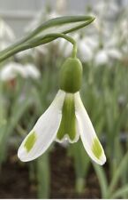 Galanthus wizard snowdrop for sale  SLEAFORD