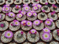 Fresh seeds mammillaria for sale  Shipping to Ireland