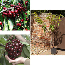 Cherry fruit tree for sale  UK
