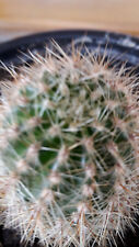 Kaktus echinopsis cereus gebraucht kaufen  Hohenwald, -Helenesee, -Güldendorf