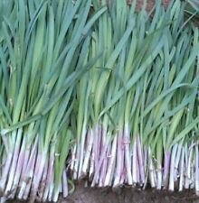 Garlic chives seeds for sale  Kennett Square