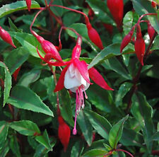 Fuchsie madame cornelissen gebraucht kaufen  Bad Zwischenahn