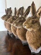 Taxidermy hare head for sale  SOLIHULL