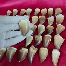 Lote de 40 dentes fósseis de mosassauro marrocos (1,5"-2") dentes raros de dinossauro do Cretáceo comprar usado  Enviando para Brazil