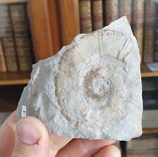 Ammonite crioceratites loryi d'occasion  Cournon-d'Auvergne