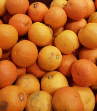 Citrus aurantium greffé d'occasion  Mont-près-Chambord