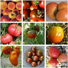Tomato plug plants for sale  NOTTINGHAM
