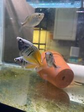 Boesemani rainbowfish for sale  Tulsa