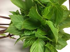 Large leaf thai for sale  Shipping to Ireland