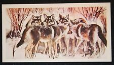 Grey wolf pack for sale  DERBY