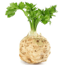 100 giant celeriac for sale  WARRINGTON