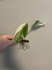 Monstera variegata albo for sale  LONDON