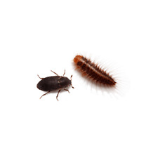 Dermestid beetles starter for sale  Berkeley